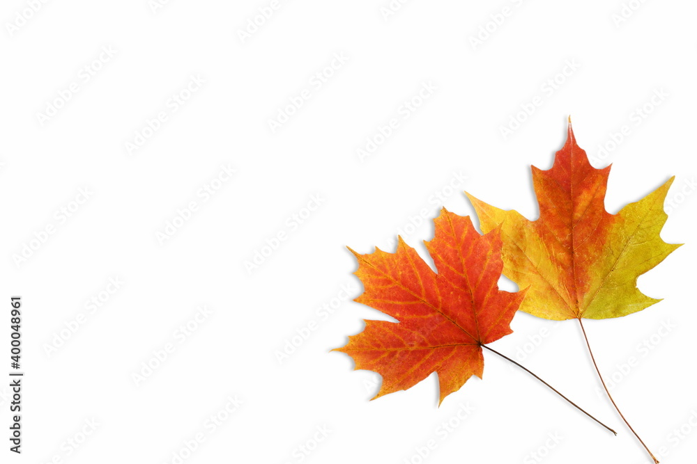 Fototapeta premium multicolor fallen dried autumn leaves on white background with text copy space
