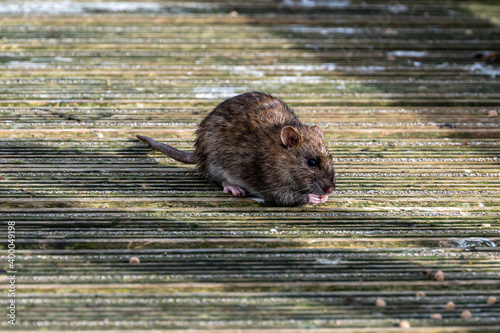 Brown rat eating discarded duck food photo