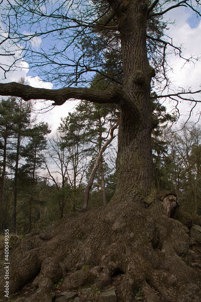 Giant tree in South Bohemia,Czech republic,Europe
