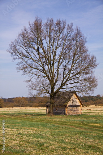 Giant tree at a wooden hut in South Bohemia,Czech republic,Europe  © kstipek