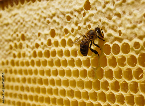Fresh Honey In Comb. Close up of bees in a beehive on honeycomb. Yellow Honey cells texture background.