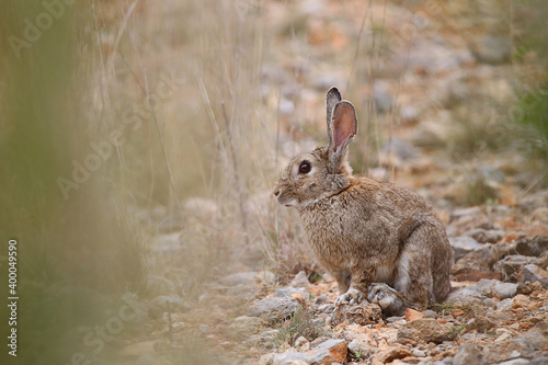 CONEJO SILVESTRE