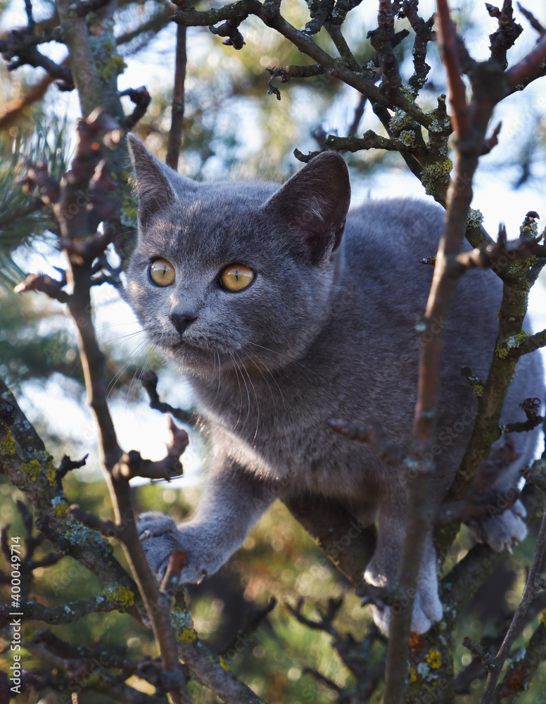 Velvety gray cat close-up on thin tree branches Velvety gray cat close-up on thin tree branches