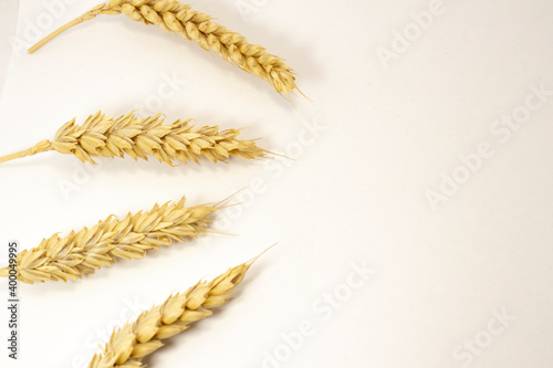 isolated ripe wheat with copy space