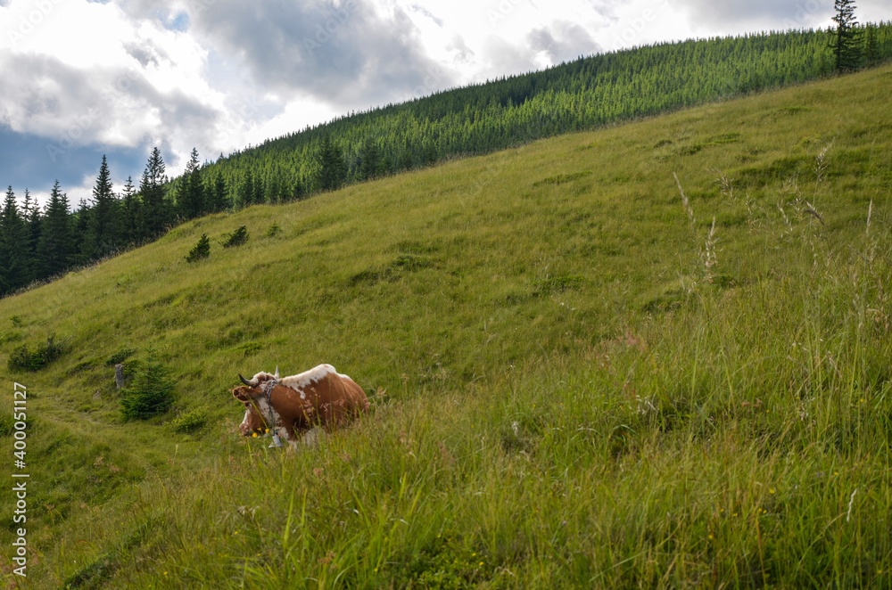 Cows grazing on a summer mountain pasture high in the Carpathian Mountains