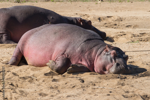 Sunburned pink hippo sleeping in the sand of a river bank with little red-billed oxpecker bird in Kruger National Park, South Africa