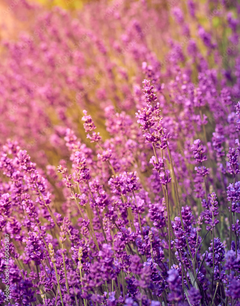 Soft focus on lavender flowers.