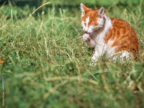 Red young cat in the garden. © Kulbabka