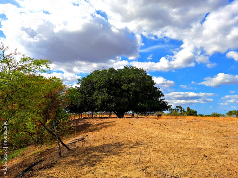 a very old tree with a sand field photo taken in rio grande do norte Brazil.