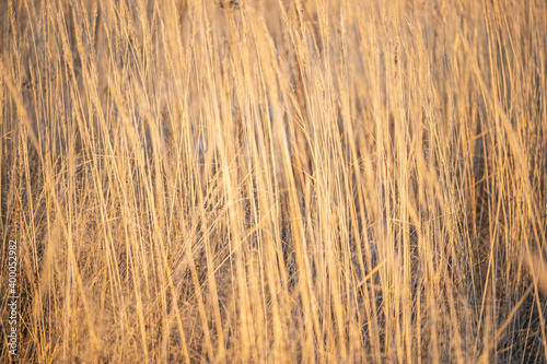 Canvas-taulu Dry yellow grass stalks texture selective focus blur