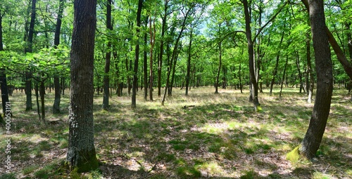 Panoramic view of oak forest in Podyji National Park, Czech Republic. Green summer oak forest.