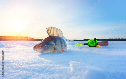 Photography winter fishing, perch fish on the snow in winter on the lake, river