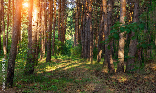 forest  morning in the coniferous forest  old pine trees. the bright sun of a summer landscape