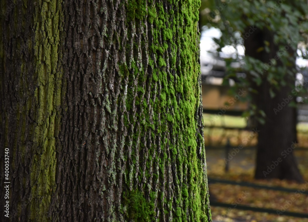 Fototapeta premium tree in the park
