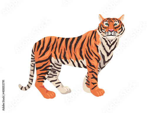 Tiger, animal on a white background. Vector flat drawing.