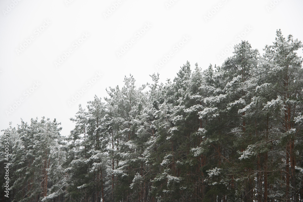 snow-covered winter pine forest. the first snow snow-covered winter pine forest. the first snow