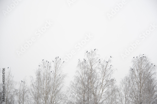 nature in winter. the grass in the fields is covered with snow. winter's tale