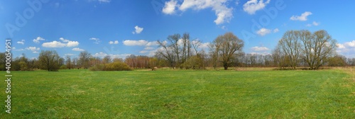 Landscape of a meadow around the river Odra, Czech Republic. Lush green spring meadow.