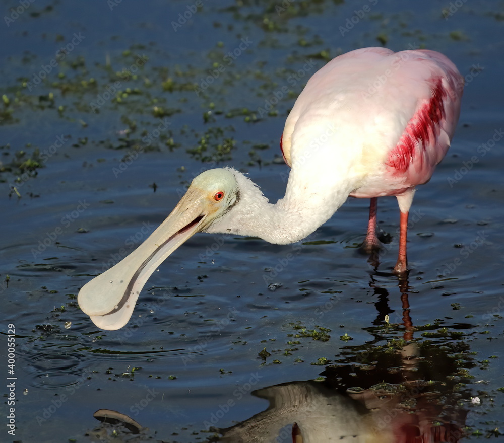 Roseate spoonbill wading in the local pond with reflection. Platalea ajaja.