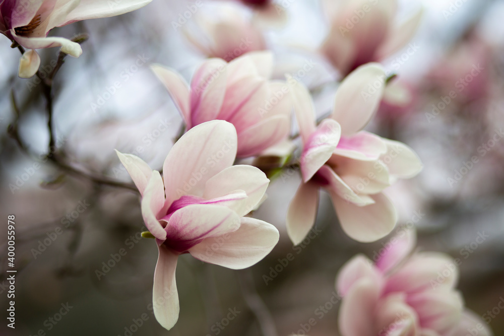 Fototapeta premium Chinese Magnolia bloom