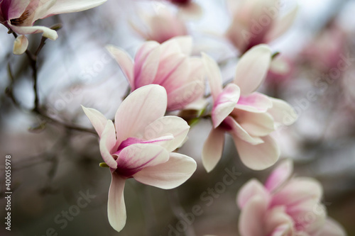 Chinese Magnolia bloom