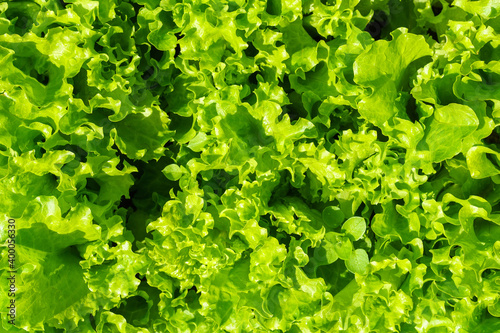 salad leave in the Organic farm, Young bright green lettuce salad growing. texture