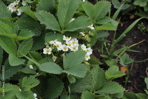 Blooming strawberry bush in the garden. Strawberry plant with white flowers 