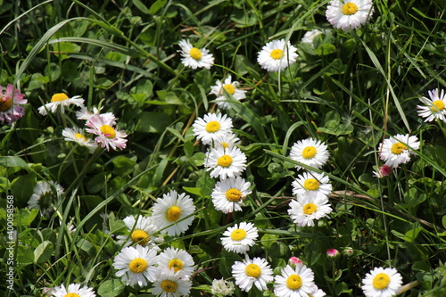 daisies in a meadow