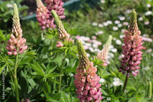 pink lupine flowers