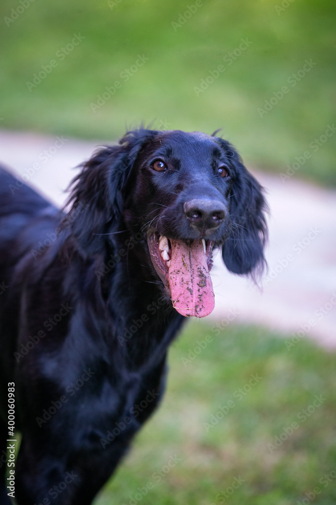 Cane flat retriever Cane flat retriever