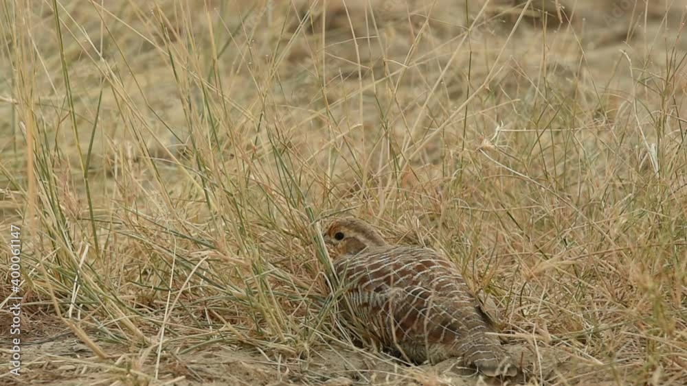 close up shot of caring mother grey francolin or grey partridge or Francolinus pondicerianus sits on her clutch of eggs at Ranthambore national park or forest reserve rajasthan india close up shot of caring mother grey francolin or grey partridge or Francolinus pondicerianus sits on her clutch of eggs at Ranthambore national park or forest reserve rajasthan india
