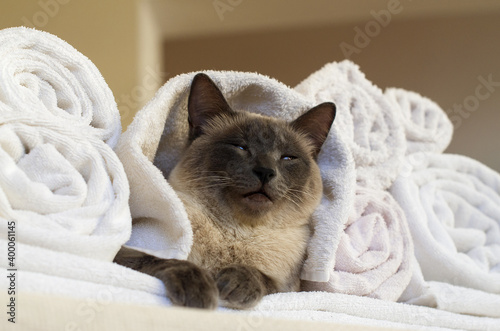 Relaxed cat between white towels. Cosy scene, pets friendly, hygge and pets care concept. Homely relax. Funny concept cat spa, washing, grooming and caring for animals