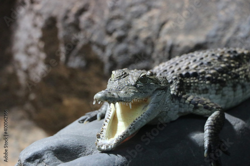 wild crocodile animal background