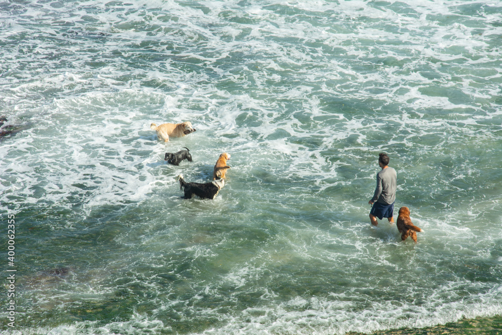 A man playing with dogs in the ocean waves in Australia