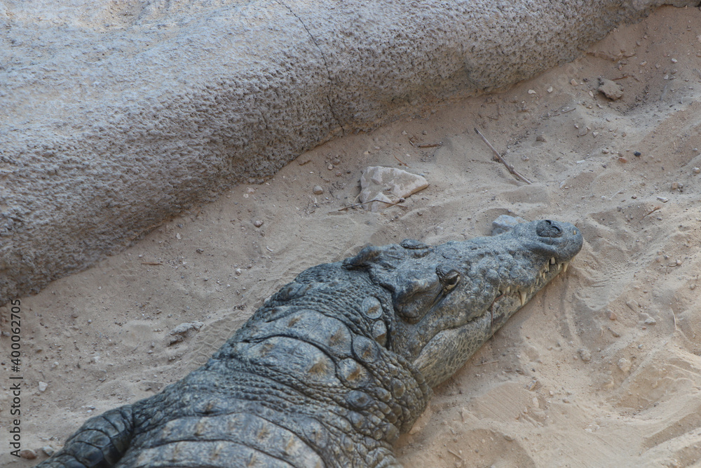 Obraz premium wild crocodile animal background