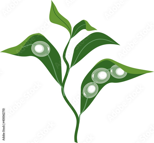 Green aquatic plant with newt eggs isolated on white background