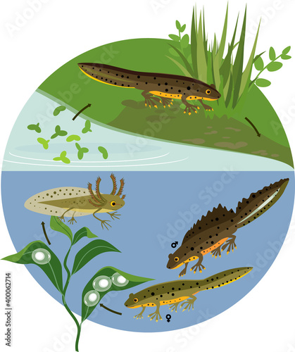 Newt life cycle in pond. Sequence of stages of development of crested newt from egg to adult animal in natural habitat
