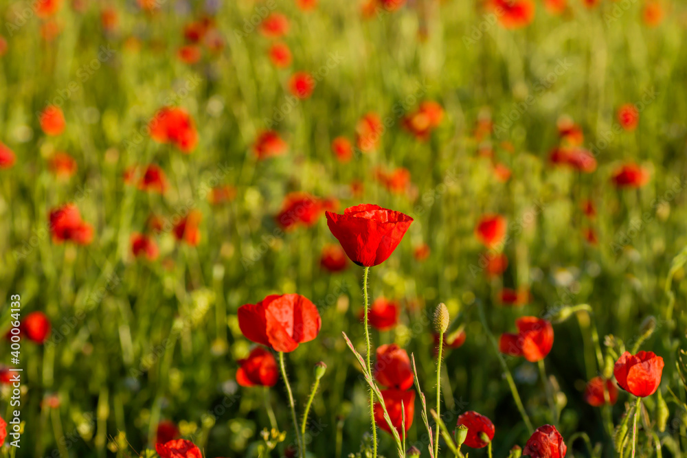 Red poppies