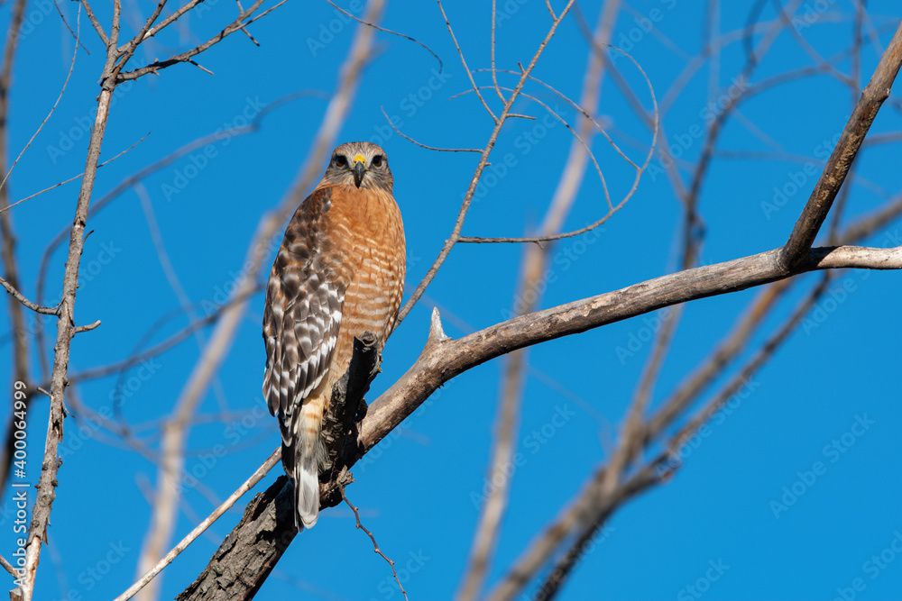 Red-shouldered Hawk staring over its shoulder at the camera Red-shouldered Hawk staring over its shoulder at the camera