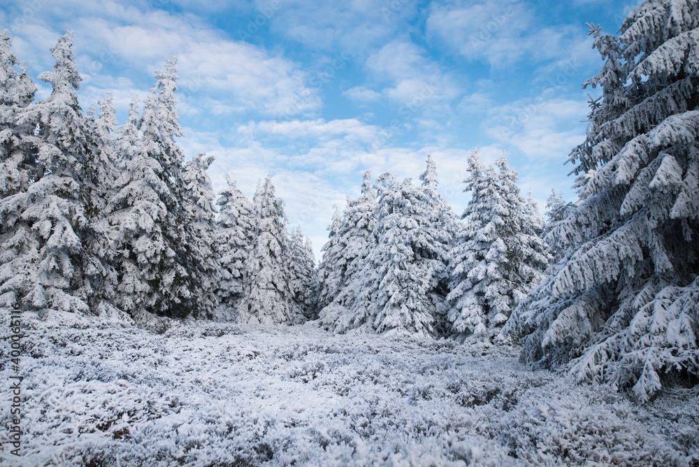 Obraz premium Beautiful winter mountain landscape middle of the forest. Trees covered by snow in the sunshine.