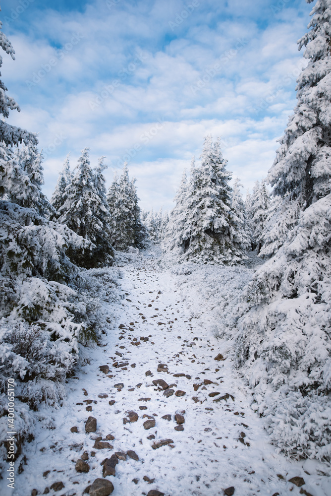 Beautiful winter mountain landscape middle of the forest. Trees covered by snow in the sunshine. Beautiful winter mountain landscape middle of the forest. Trees covered by snow in the sunshine.