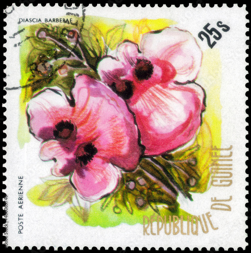 Postage stamp issued in the Guinea with the image of the Diascia barberae. From the series on Native flowers, 1974 photo