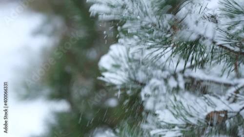 close-up trees in the snow
