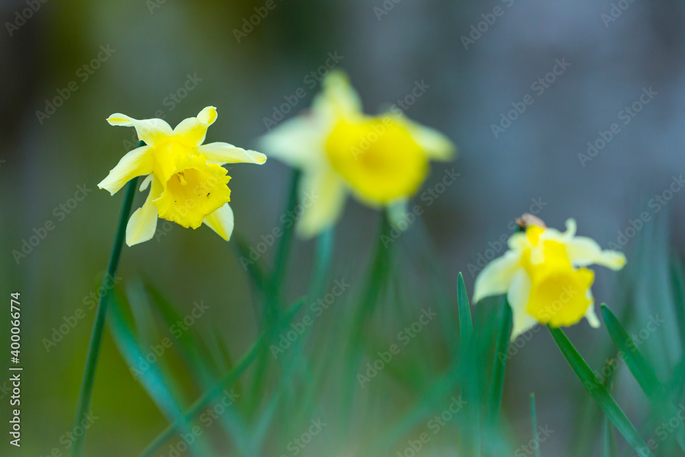 Fototapeta premium Narcissus pseudonarcissus (commonly known as wild daffodil or Lent lily), Beech forest, Urkiola Natural Park, Bizkaia, Basque Country, Spain, Europe