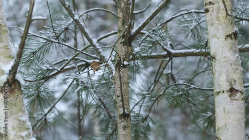 close-up of tree branches in a snowy forest