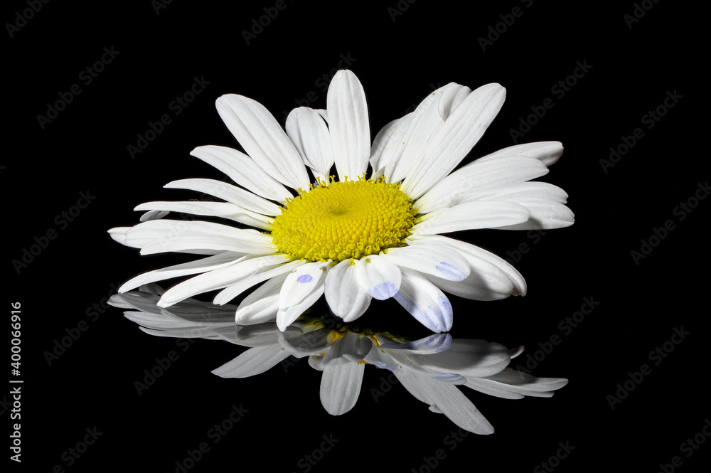 Close-up of daisy flower Close-up of daisy flower