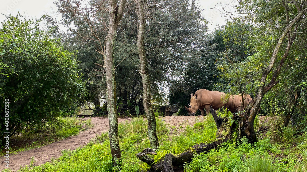 A herd or crash of White Rhinoceros eating along a safari ride A herd or crash of White Rhinoceros eating along a safari ride
