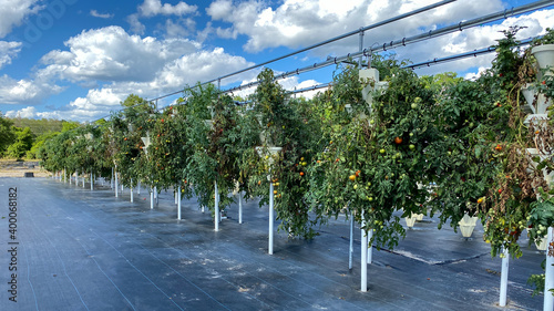 Rows of hydroponic containers filled with tomato plants.