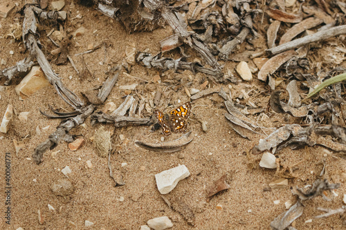 Selective focus shot of Behr's Metalmark (Apodemia virgulti) butterfly flying over debris photo