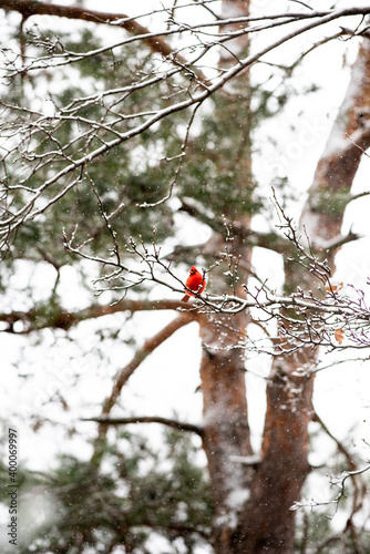 Cardinal in a tree